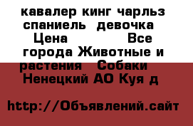  кавалер кинг чарльз спаниель -девочка › Цена ­ 45 000 - Все города Животные и растения » Собаки   . Ненецкий АО,Куя д.